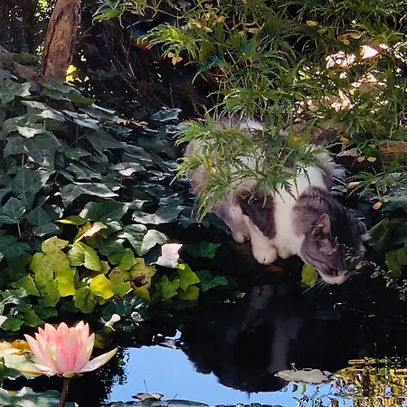 Beauty House - Jacuzzi - Giardino Privato 3*