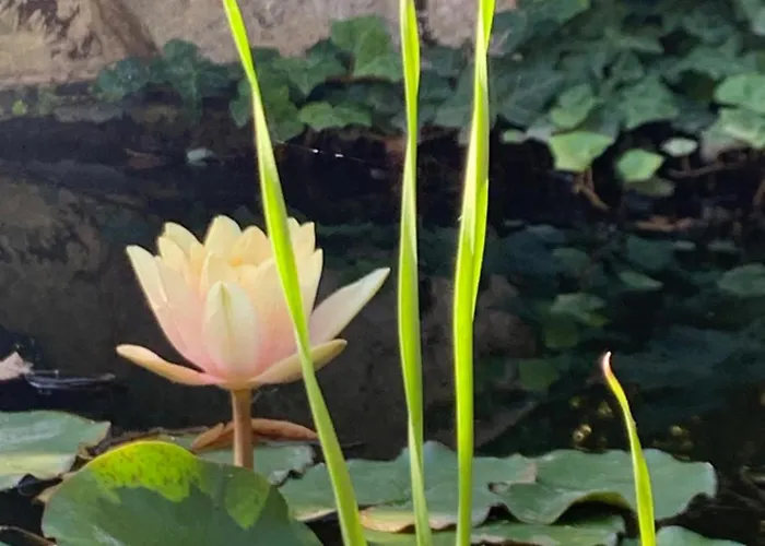 Beauty House Frühstückspension