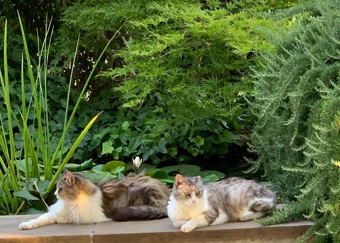 Beauty House Frühstückspension