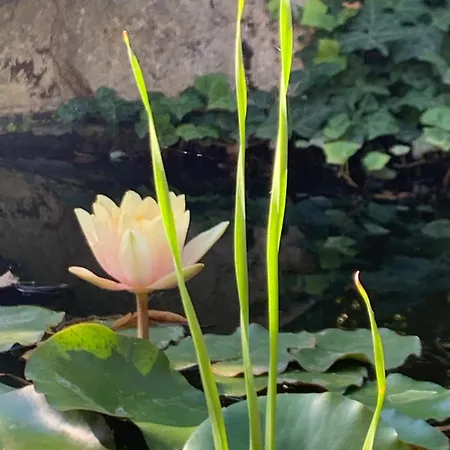 Beauty House Bed & Breakfast