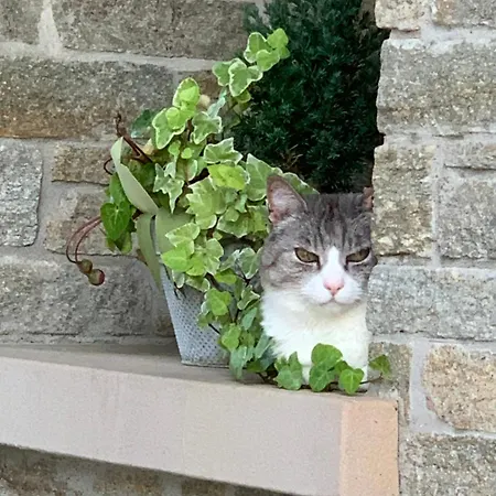 Beauty House 3* Чезена