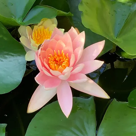 Beauty House Отель типа 