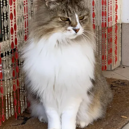 Beauty House Отель типа 