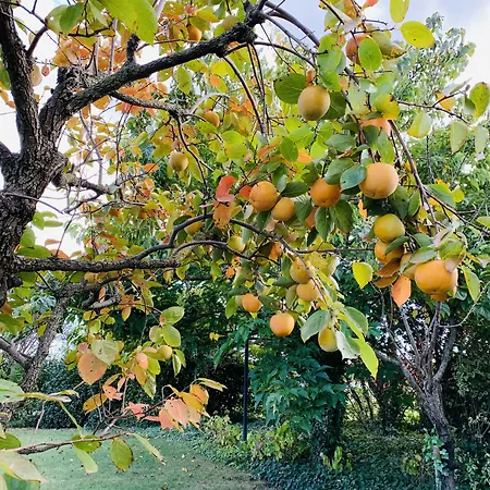 Beauty House Чезена