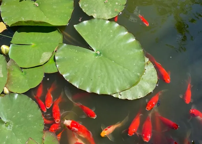 Beauty House Bed and breakfast Cesena