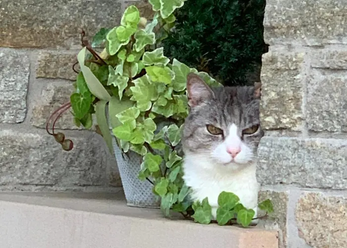 Beauty House 3* Чезена