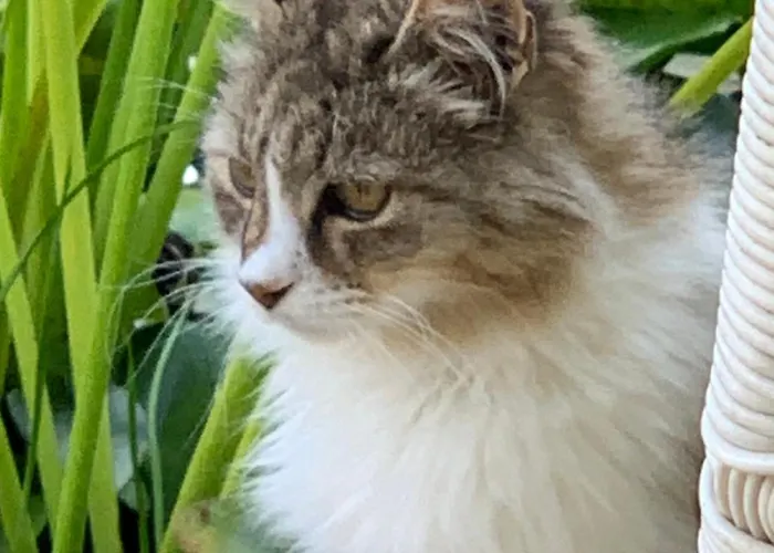 Couette-café Beauty House 3*