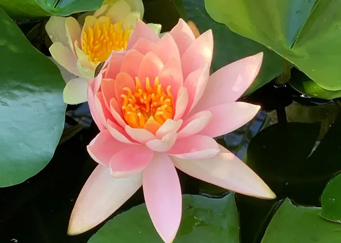 Beauty House Couette-café 3*