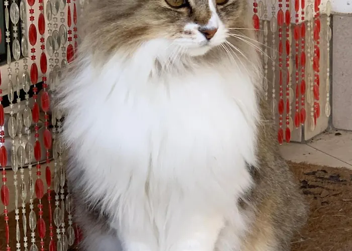 Beauty House Couette-café